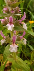 Stachys arabica