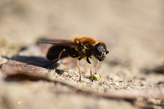 Cheilosia grossa