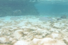 Ferdauia ferdau