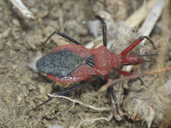 Rhynocoris marginatus