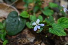 Viola shinchikuensis