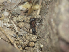 Trichomyrmex