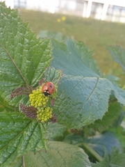 Coccinella septempunctata