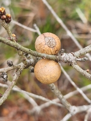 Disholcaspis quercusomnivora