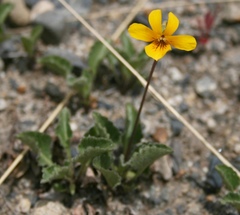 Viola maculata