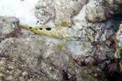Epinephelus spilotoceps
