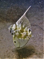 Metavelifer multiradiatus