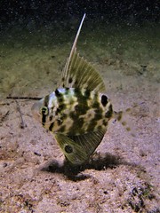 Metavelifer multiradiatus