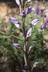 Limodorum trabutianum