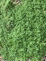 Callitriche peploides