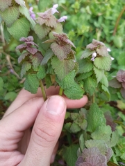 Lamium purpureum