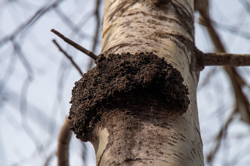 Corky bark disease