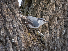 Sitta europaea europaea