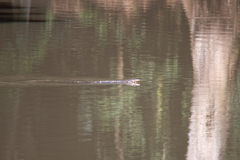 Varanus salvator salvator