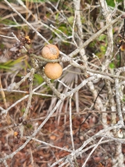 Disholcaspis quercusomnivora