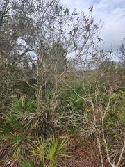 Disholcaspis quercusomnivora