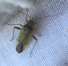 Closterotomus trivialis