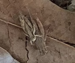 Orthoptera