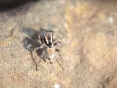 Stenaelurillus vyaghri