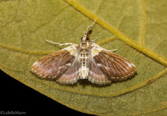 Apilocrocis excelsalis