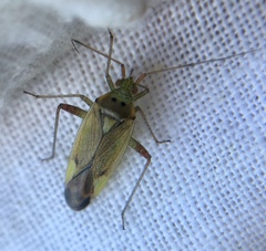 Closterotomus trivialis