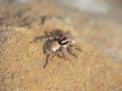 Stenaelurillus vyaghri