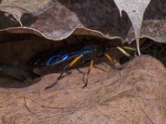 Ichneumon centrator