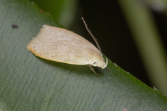 Oditinae
