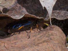 Ichneumon centrator
