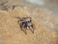 Stenaelurillus vyaghri