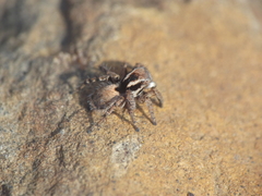 Stenaelurillus vyaghri