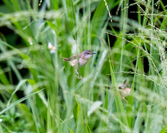 Prinia rufescens