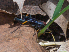 Ichneumon centrator
