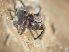 Stenaelurillus vyaghri