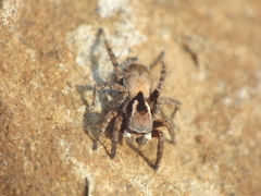 Stenaelurillus vyaghri