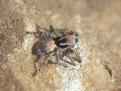 Stenaelurillus vyaghri