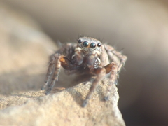 Stenaelurillus vyaghri