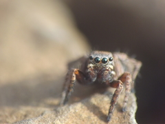 Stenaelurillus vyaghri