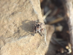 Stenaelurillus vyaghri