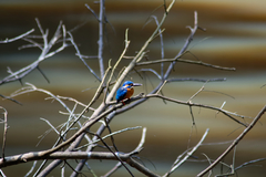 Alcedo atthis