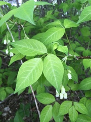 Staphylea trifolia