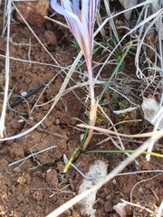 Crocus variegatus