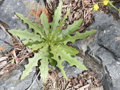 Stephanomeria cichoriacea