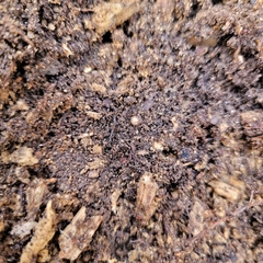 Onomeris