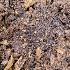 Onomeris