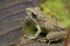 Pristimantis hectus