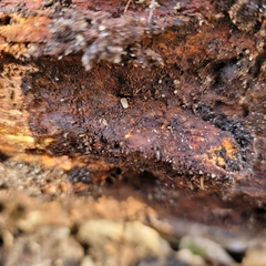 Onomeris