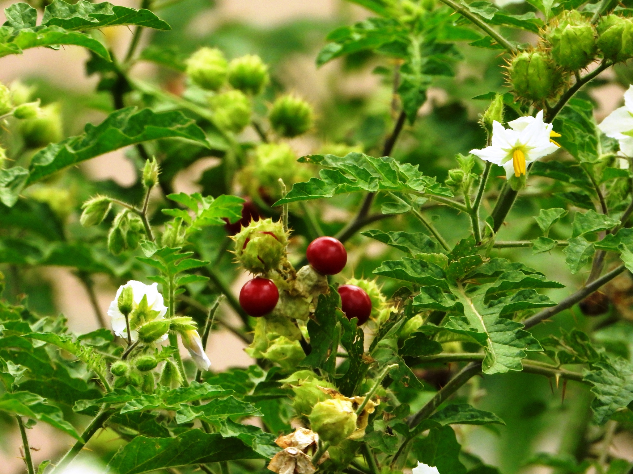 Solanum sisymbriifolium