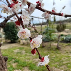 Prunus armeniaca