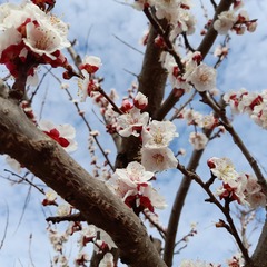 Prunus armeniaca